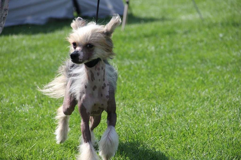 Selena Exotic World FCI