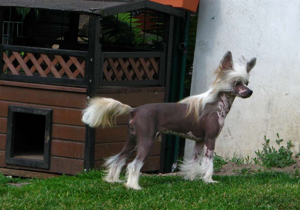 Simba Exotic World FCI