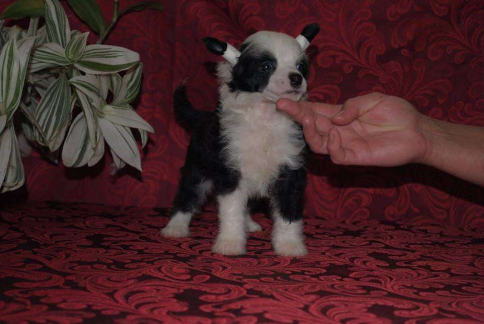 Hollands Dom Risorto