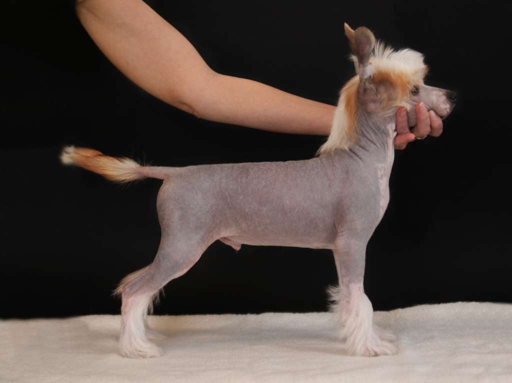 Just Wanna Be Nude Plysovy pritel