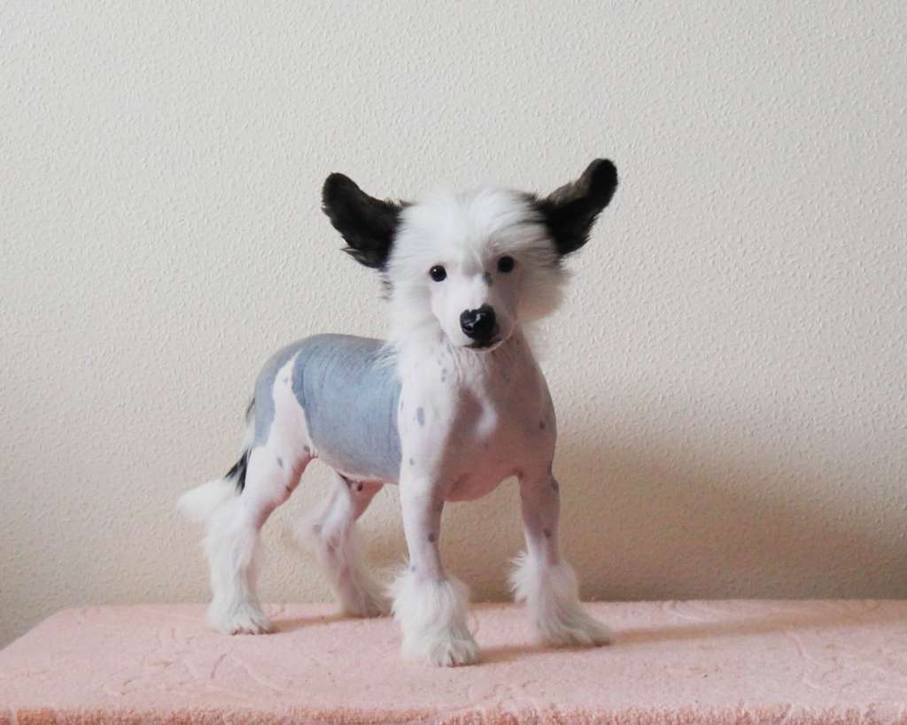 Samara Beauty Benjamin Spok