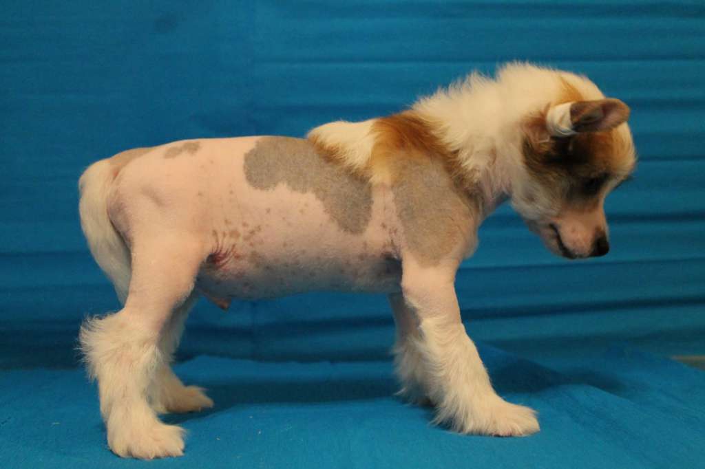 Galser Oskar One In My Heart