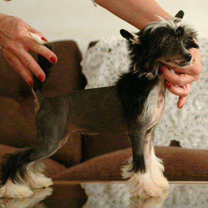 Patagonia Ranch Shee Ra