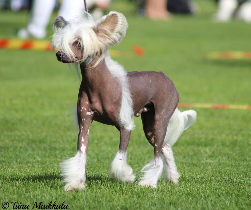 Pideraq's Finnish Gold Jaguar