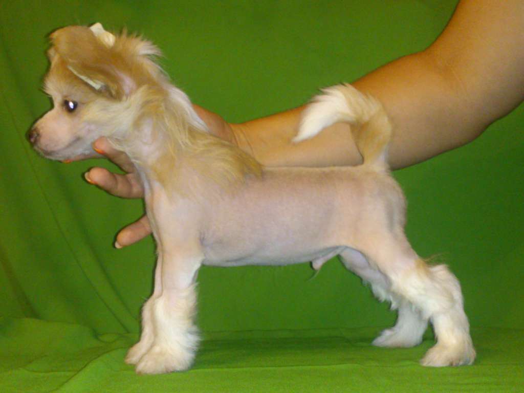 Don Peizhon iz Doma Tashi