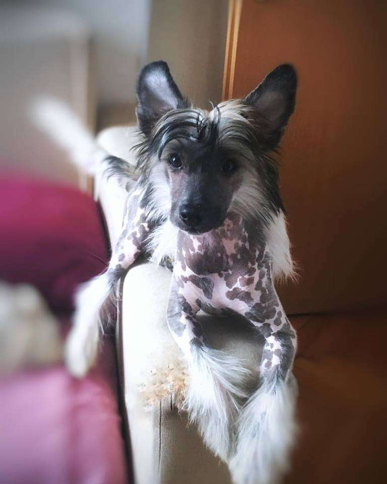 Bite My Dust Robodream