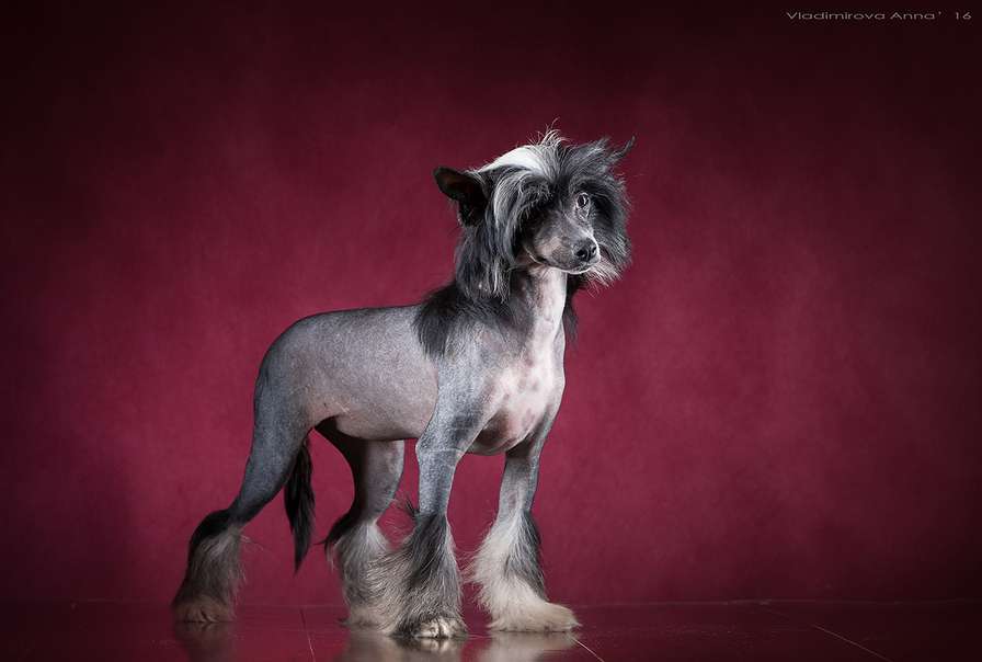 Angel O' Check Sinia Ptiza