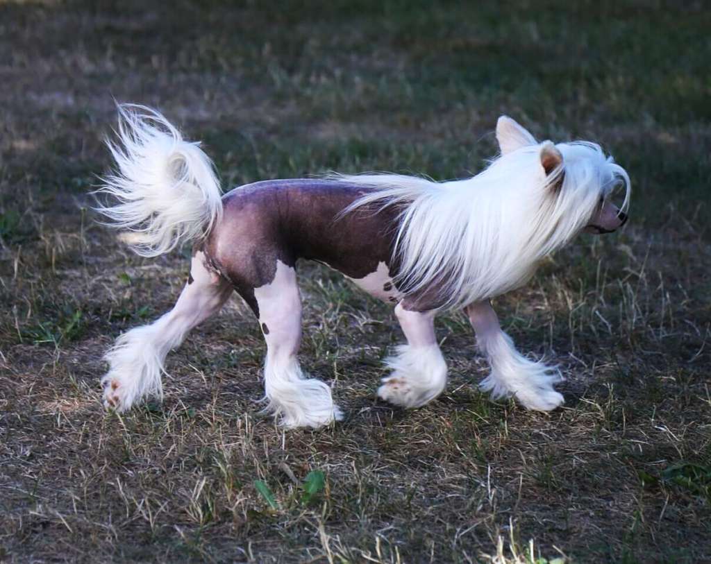 Angel O' Check Habibi