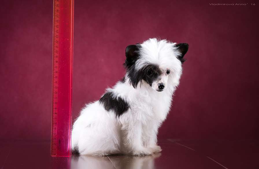 Angel O' Check Havroshechka-Kroshecka