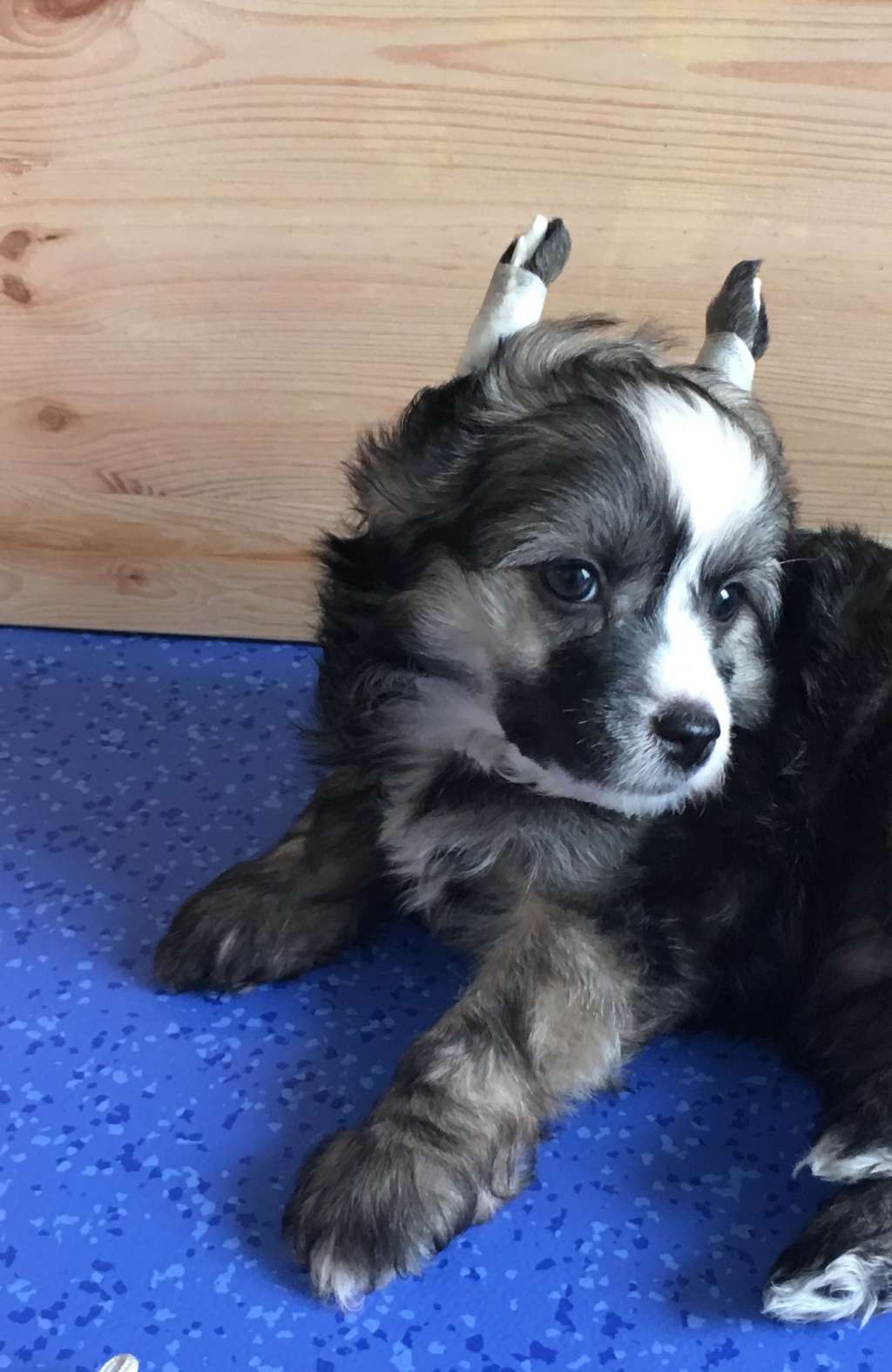 Bet U Want Me Robodream