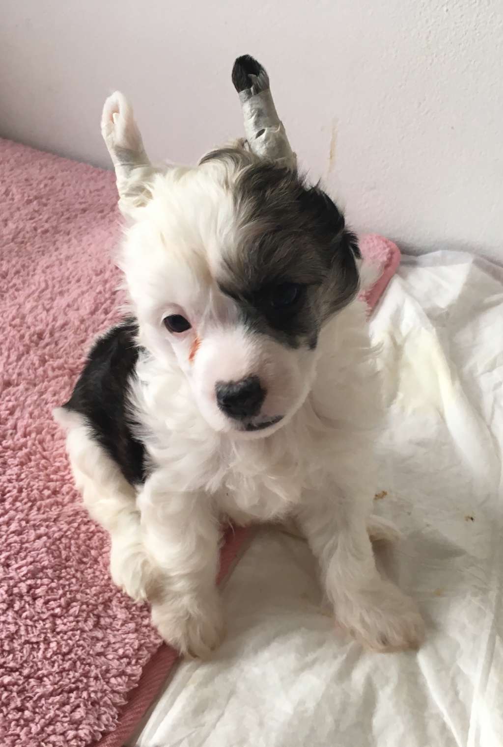 Breaking News From Robodream