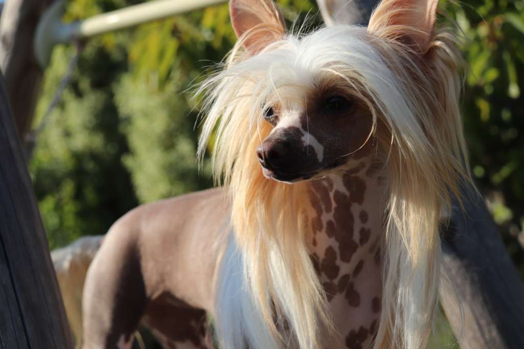 My Happy Little Pony des Zéphyrs de l'Olympe