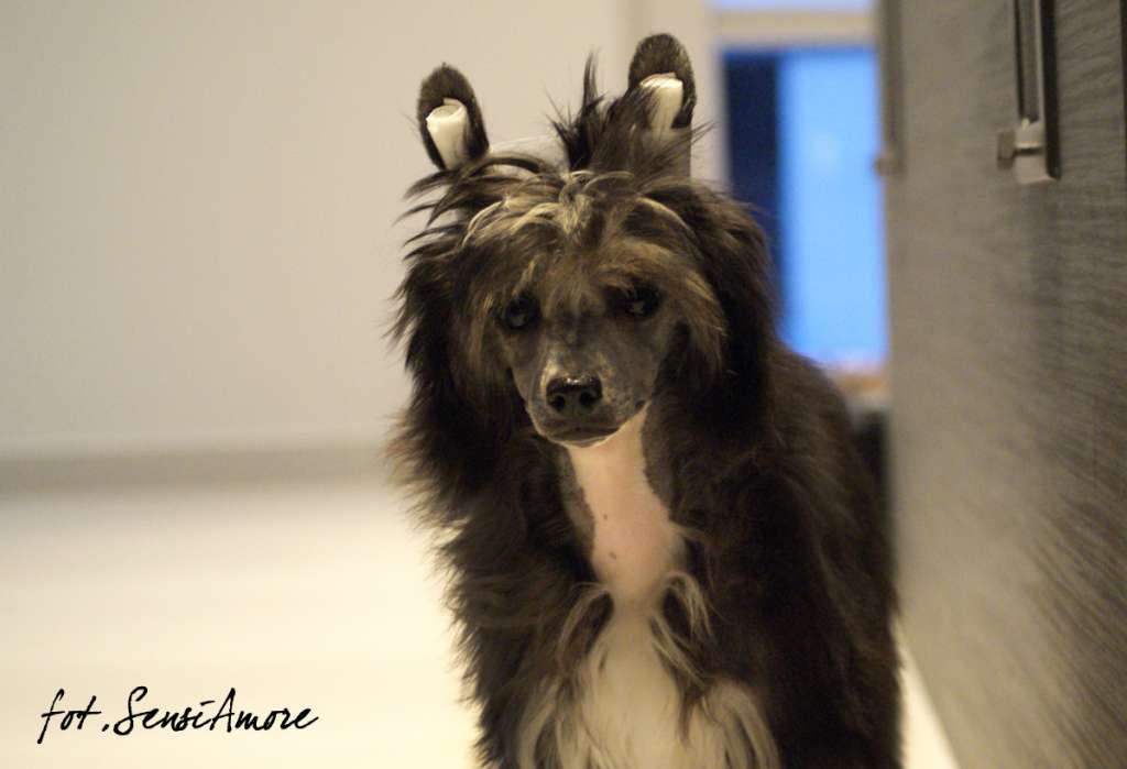 Ella es la favorita SensiAmore