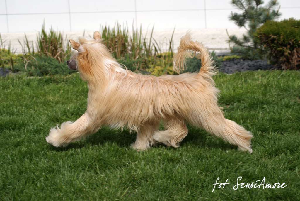 Elegante Mi Sensiamore