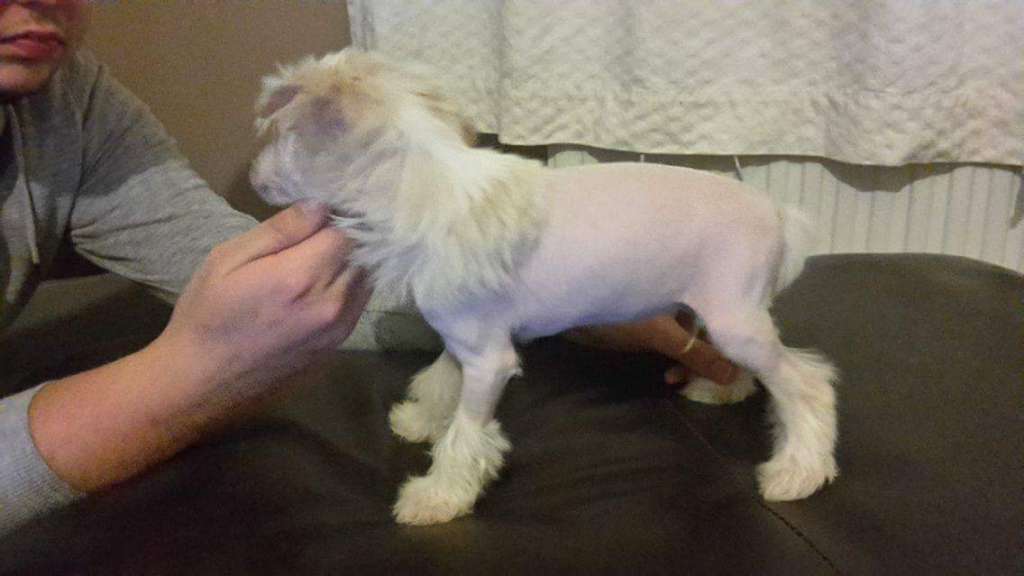 Kiwango Free Thinker