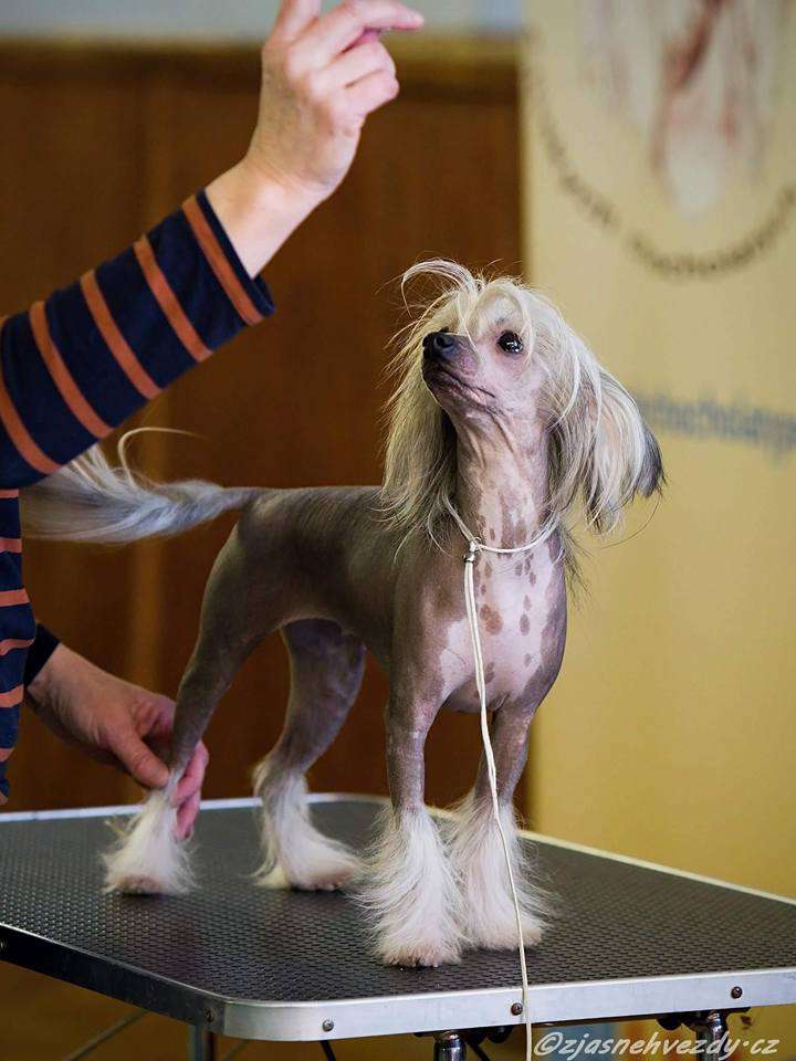 Family Song's Yalla Yalla