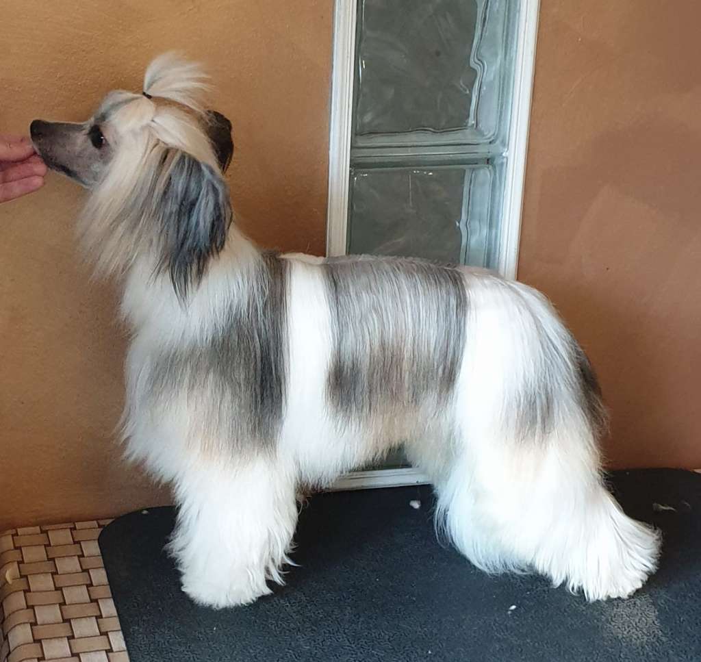 Pideraq's Kissin Kärpässieni