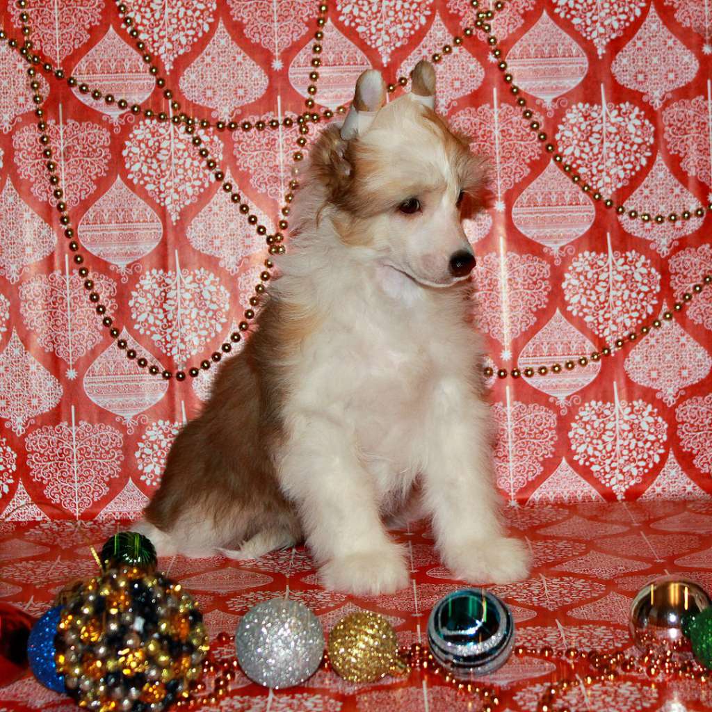 Dragotsennyi Dar Sil'marion