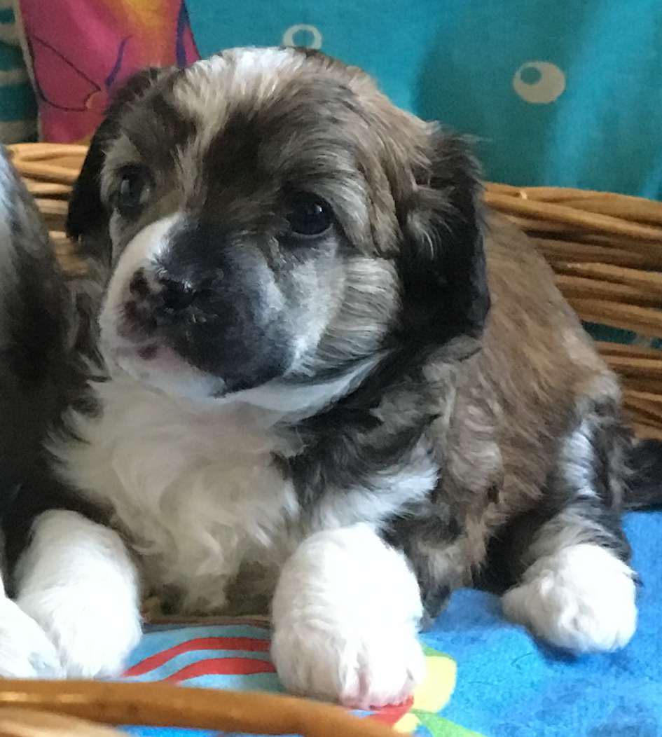 Tefania  Iz Strani Cvetov