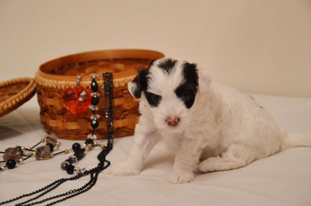 Fauziya Dzhumana Isida