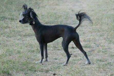 Señorio de Castril Isabel I de Inglaterra