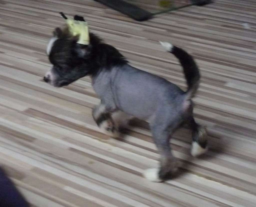 Fundoklia-völgyi Kaszanics Zazu