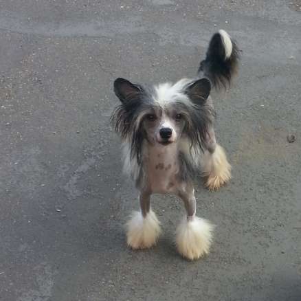 Fundoklia-völgyi Kaszanics Favorit