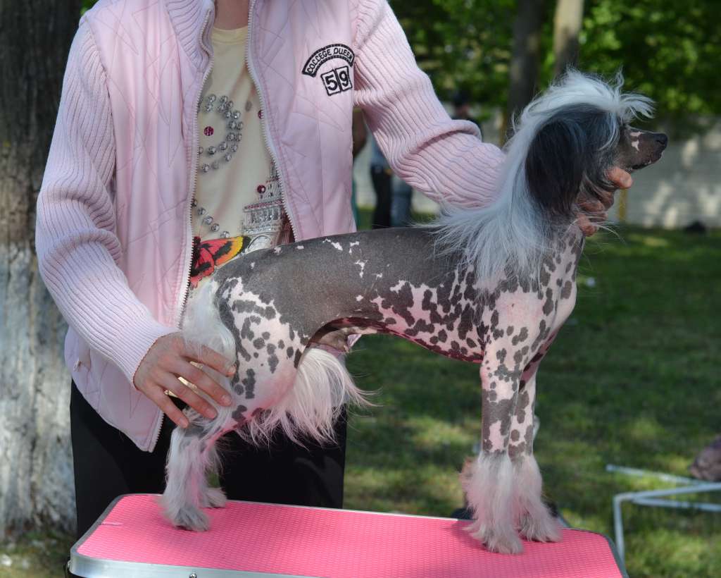 Tsenniy Priz iz Sozvezdiya Khana