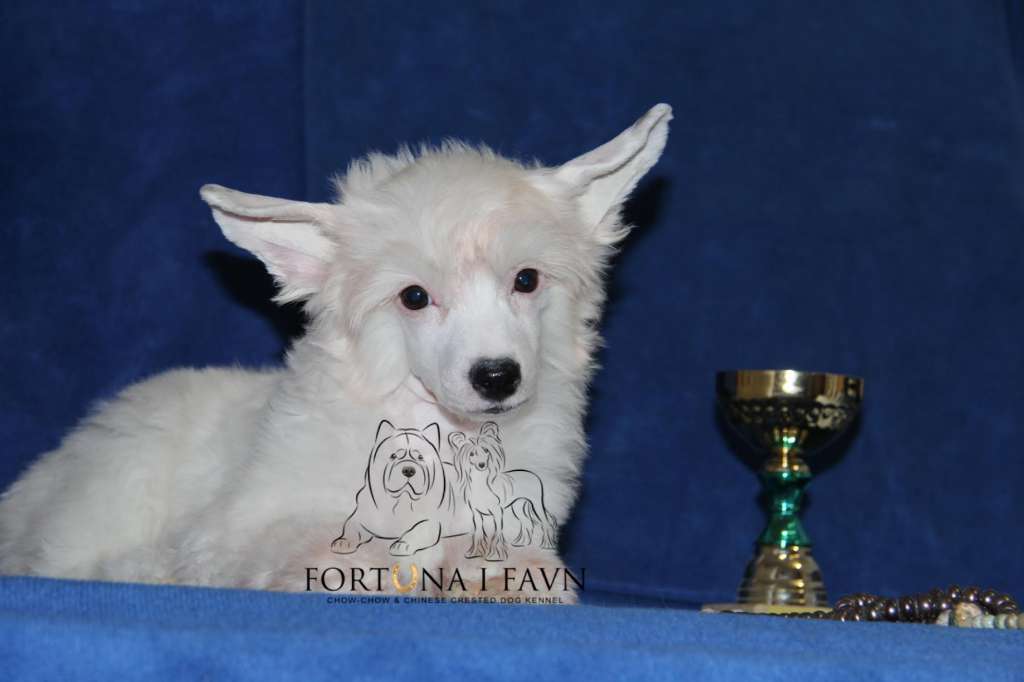 Fortuna I Favn Influential Party