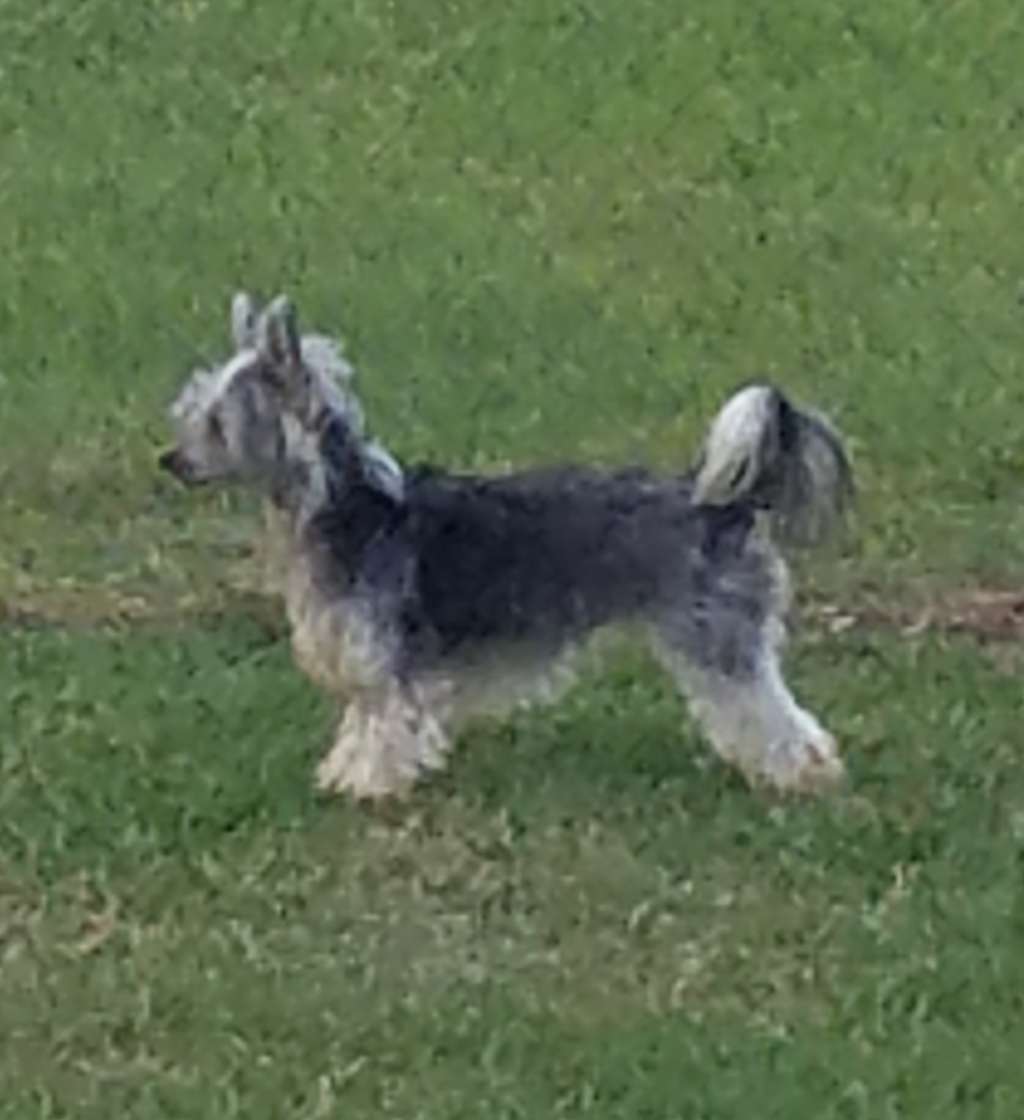 Altacrest's I Swallowed a Bug