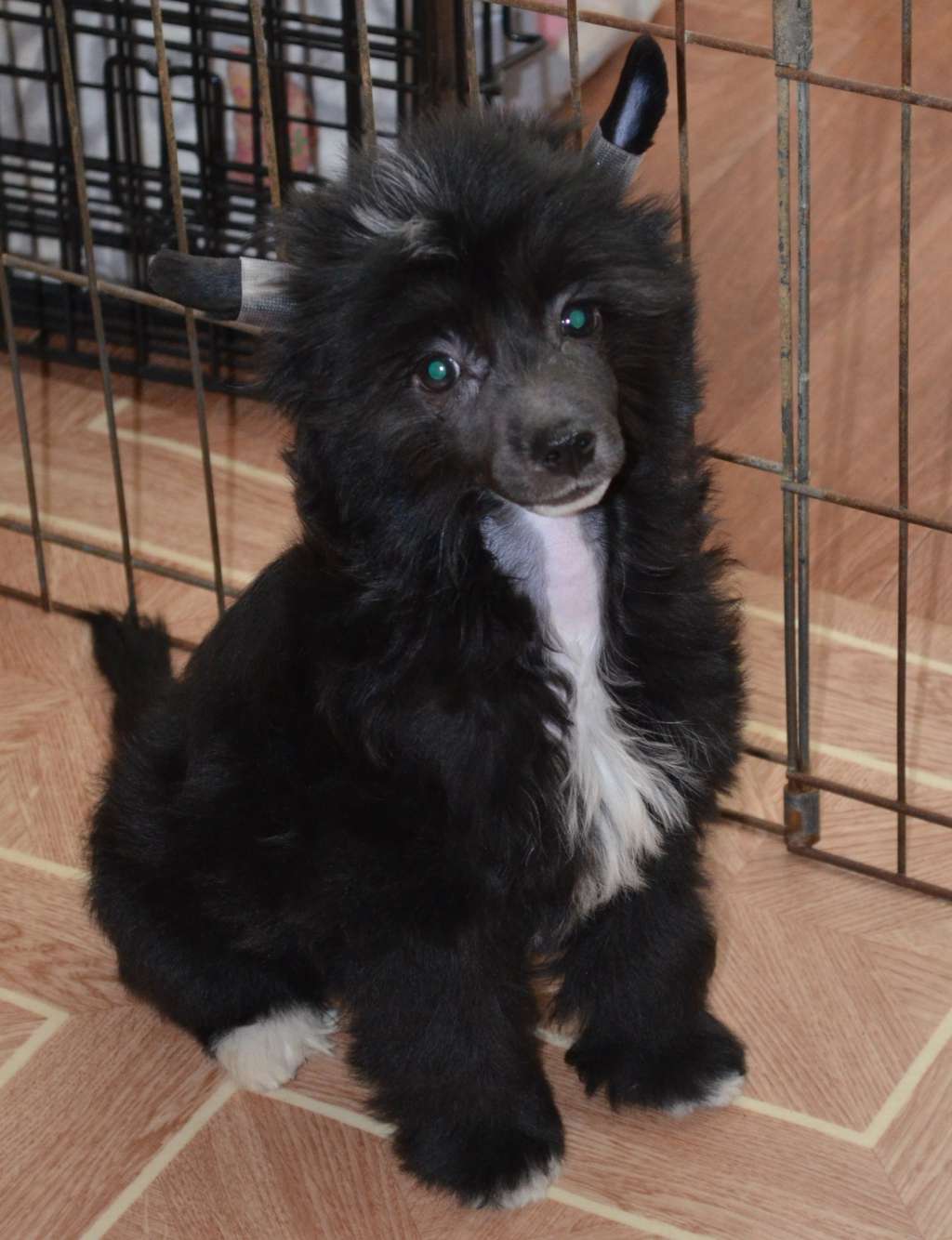 Ognenny Lotos Eleonora