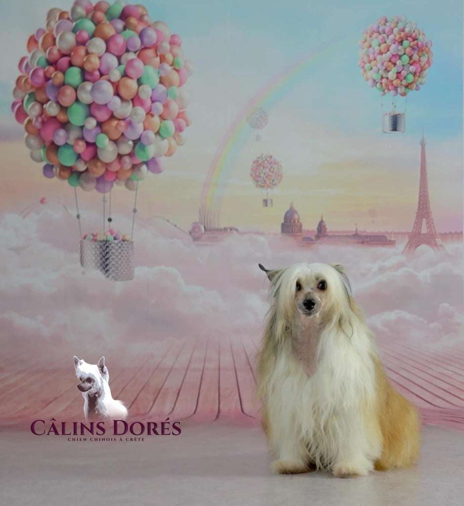 Moonshine Little Champs