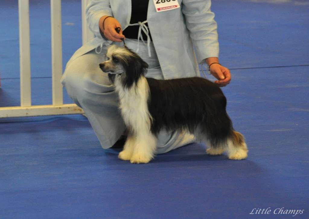 JCh. Moonlight Little Champs