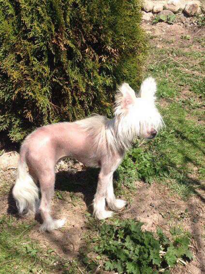 Nefritjvyi BUDDA  Zesarevitch ELESEY