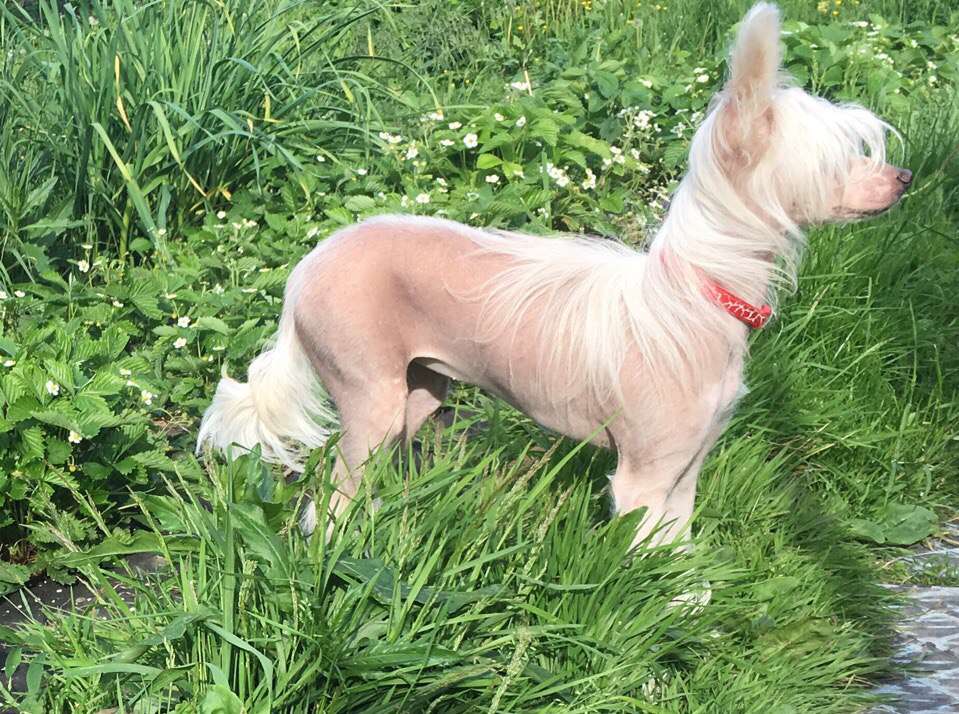 Nefritjvyi Budda Zariza Savskaya