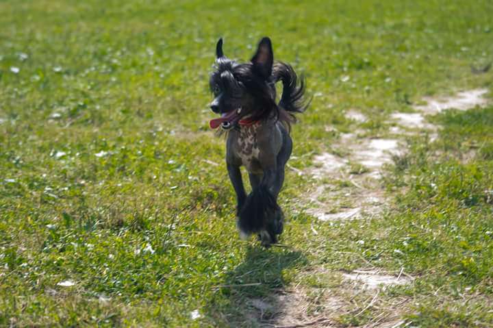 Star Show Bon Ami Jacqueline