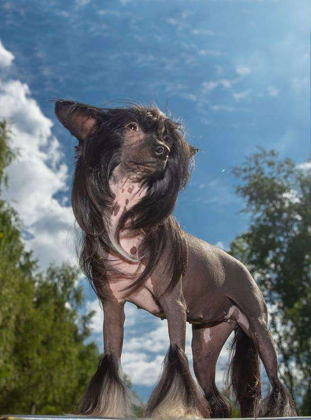 Star Show Bon Ami Jasmin