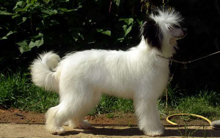 Star Show Bon Ami Juliet