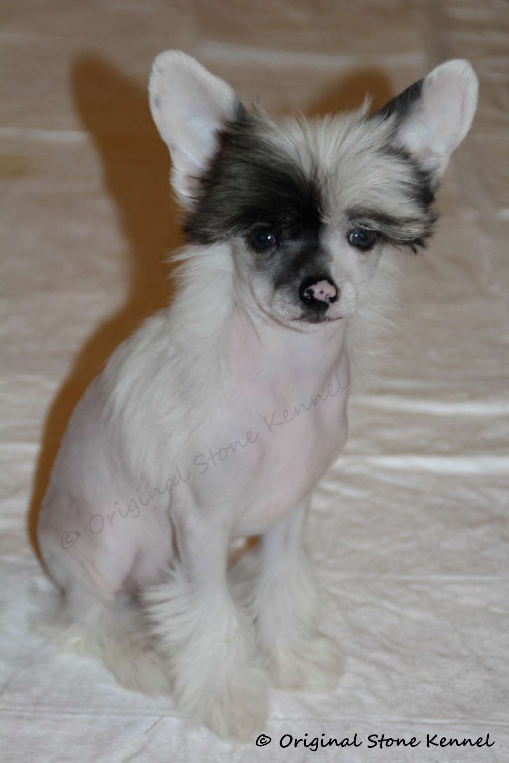 Original Stone Malibu Coco