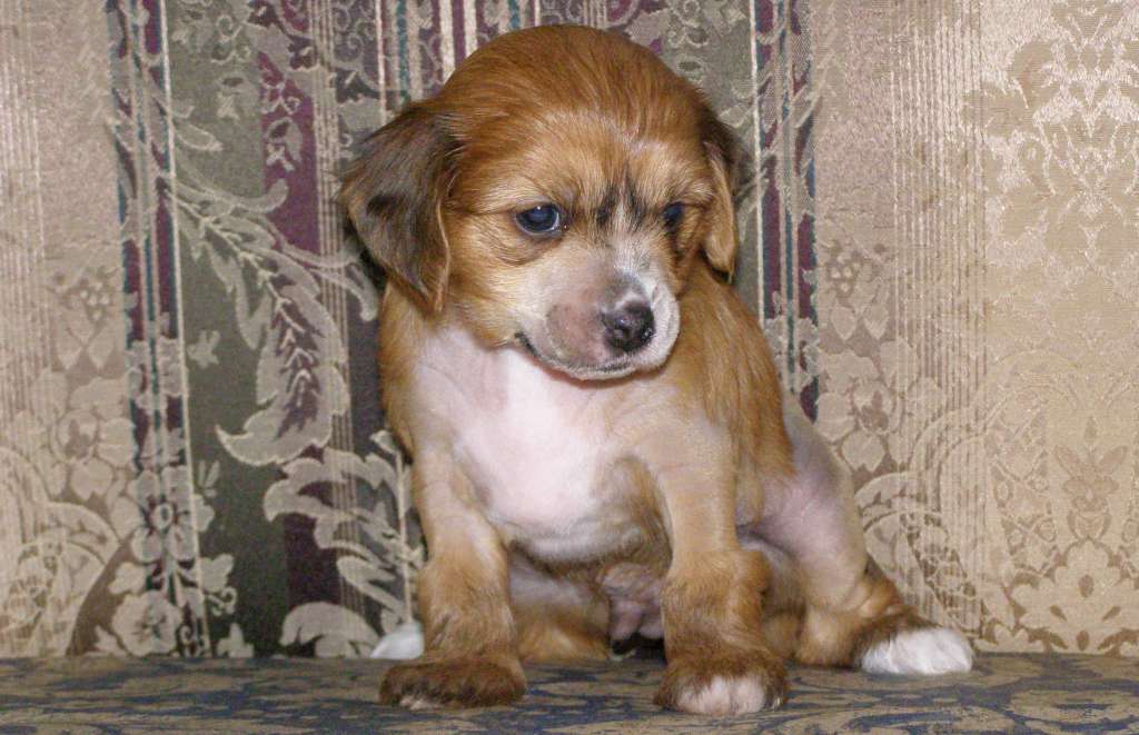 Charuyuschiy Soblazn Kumir