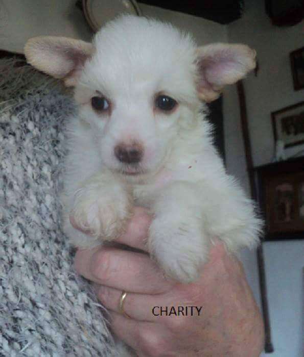 Galanday Charity is at Home