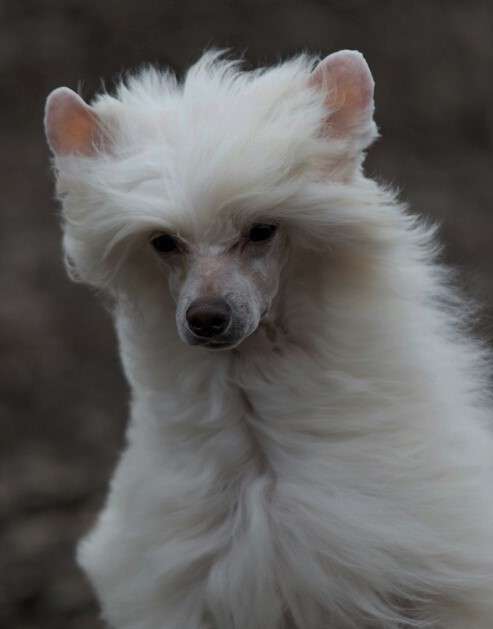 Legacy's Sharp Dressed Man From BoulderCrest