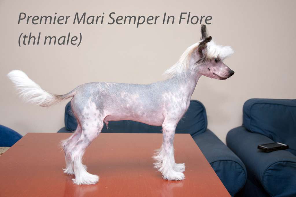 Premier Mari Semper In Flore