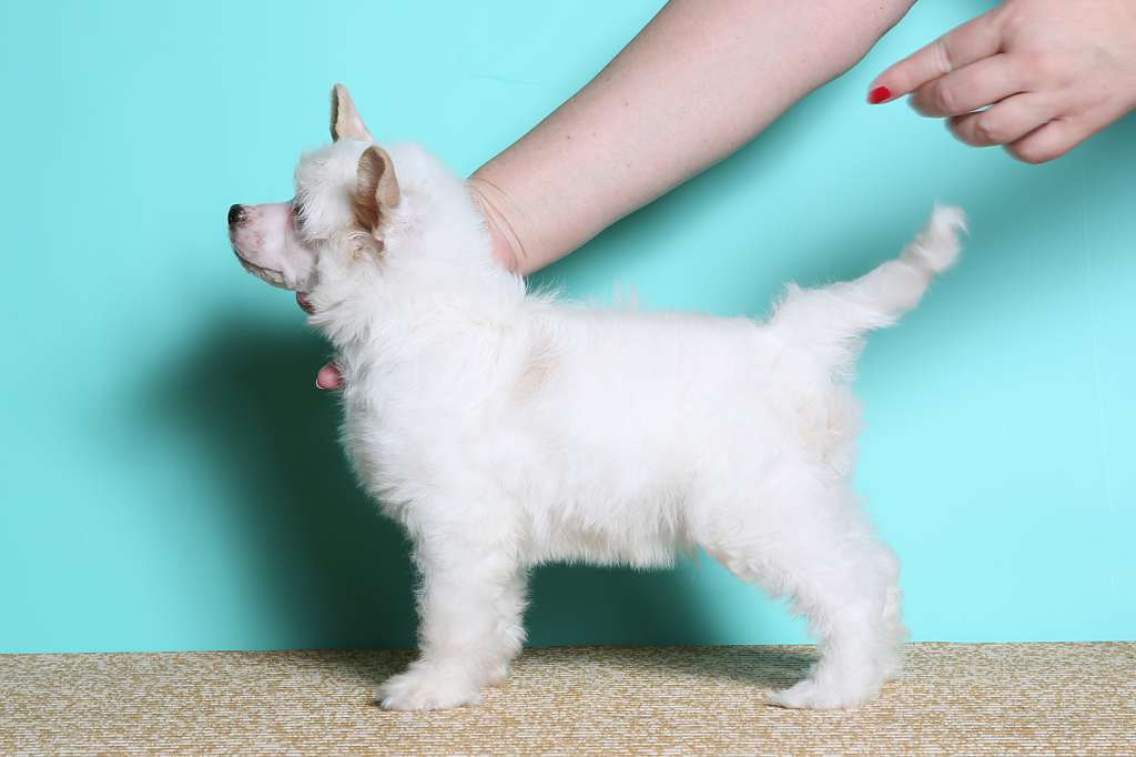 Incanto Del Mondo Snow For Show