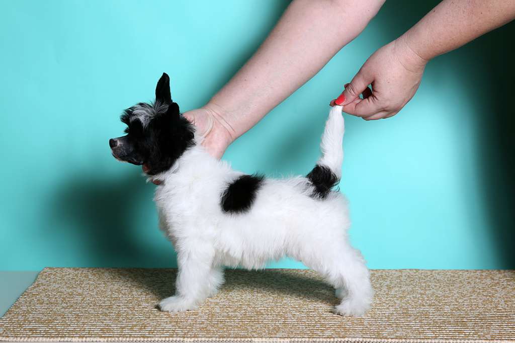 Incanto Del Mondo Smiles All Around