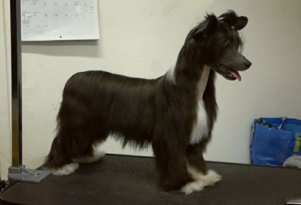 Naked Stars King of Rock & Roll