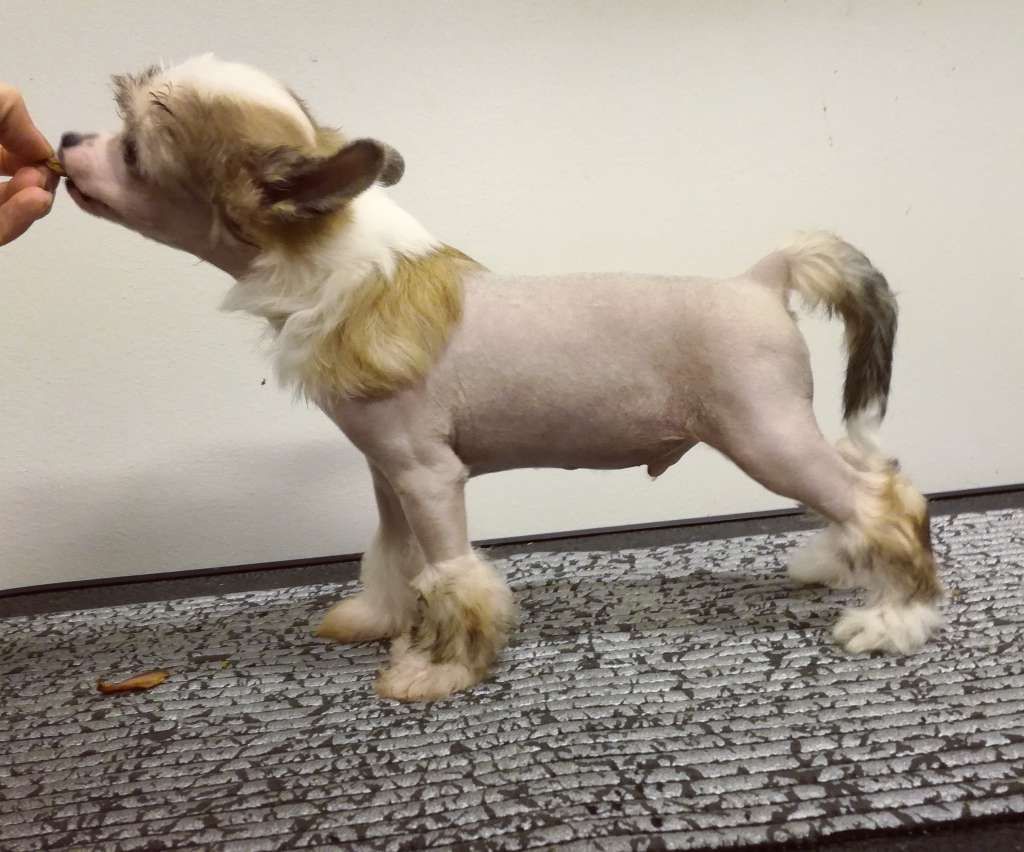 Naked Stars Dream Evil