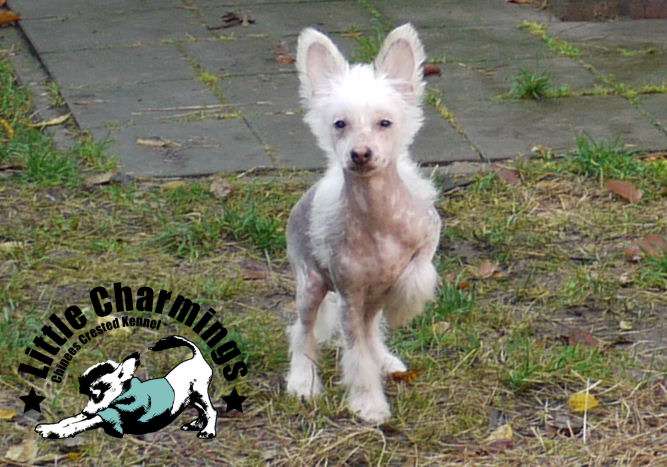 Pablo Picasso Little Charmings.