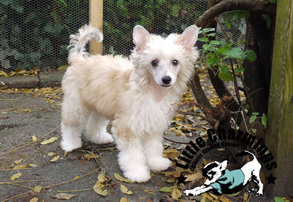 Piccolo Bambina Little Charmings.