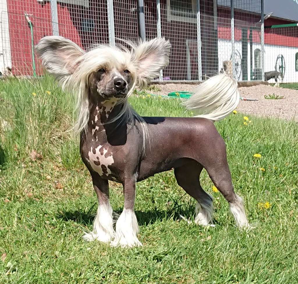 Ewidentnie Najlepsza Pretensja